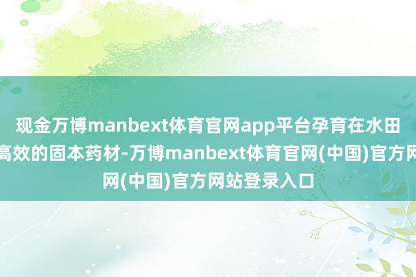 现金万博manbext体育官网app平台孕育在水田的一味低调高效的固本药材-万博manbext体育官网(中国)官方网站登录入口
